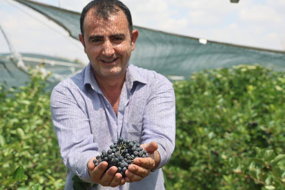 Konya’nın Kuzey Amerikalı şifa deposu meyvesi aronyada hasat zamanı 6